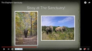 Elephant Sanctuary